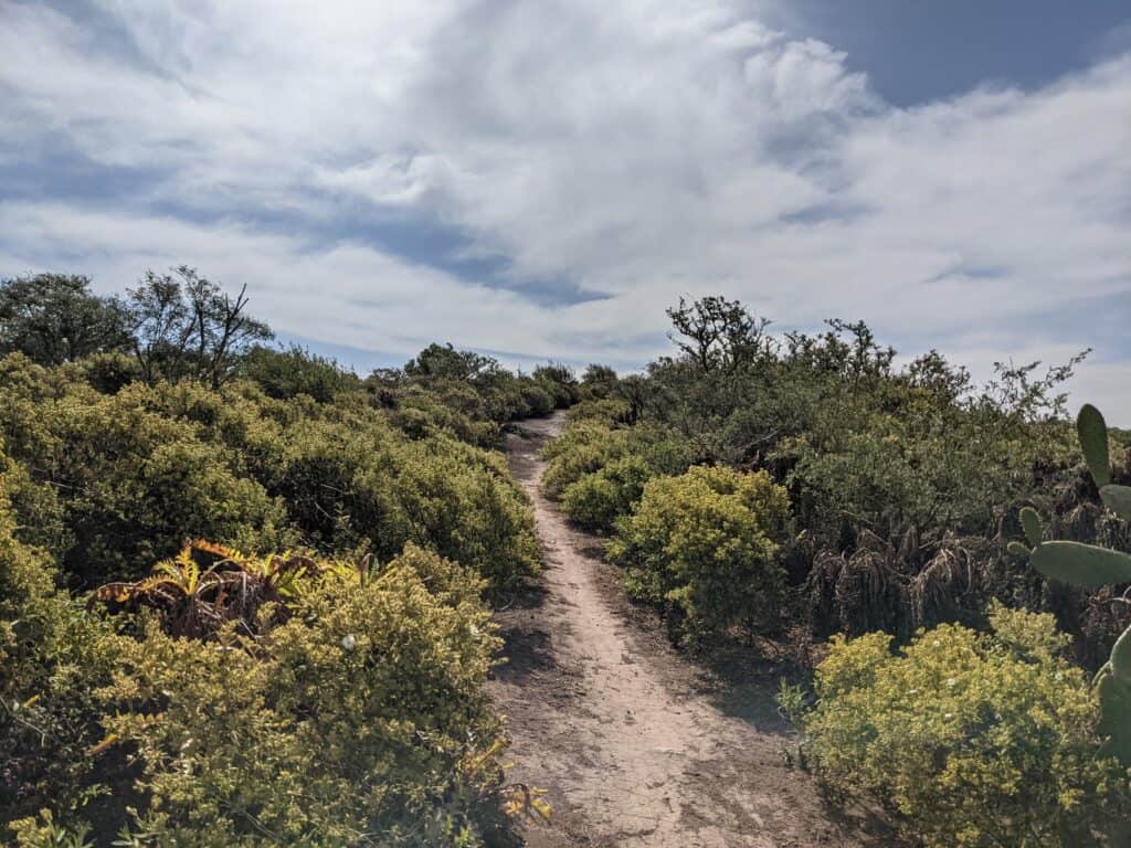 Narrow path through low scrub