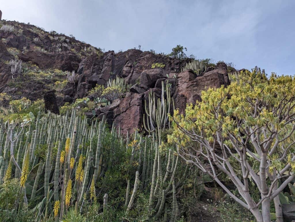 Rock face with candelabra spurge and flowering aloes